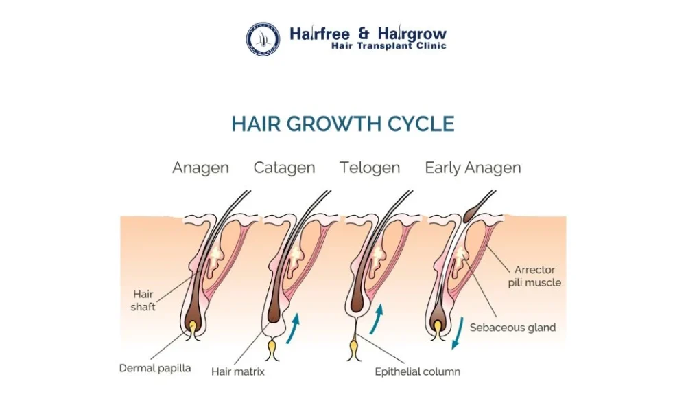 Stages of hair growth