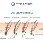 Stages of hair growth