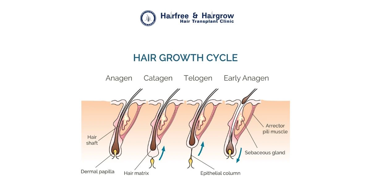 Stages of hair growth